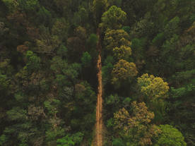 森林航拍树木俯瞰图片