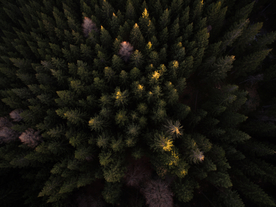 森林航拍树木俯瞰图片