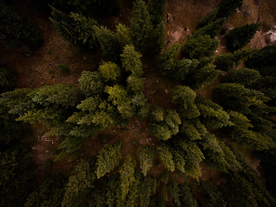 森林航拍树木俯瞰图片