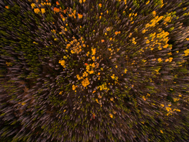 森林航拍树木俯瞰图片