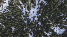 森林航拍树木俯瞰图片