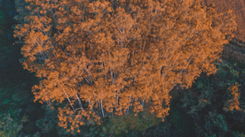 森林航拍树木俯瞰图片