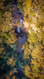 森林航拍树木俯瞰图片