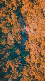 森林航拍树木俯瞰图片