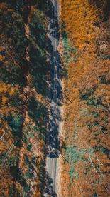 森林航拍树木俯瞰图片