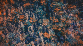 森林航拍树木俯瞰图片