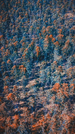 森林航拍树木俯瞰图片