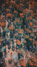 森林航拍树木俯瞰图片