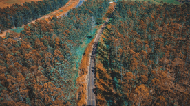 森林航拍树木俯瞰图片