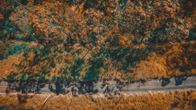 森林航拍树木俯瞰图片