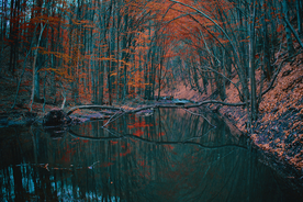 秋天森林秋季树木唯美图片