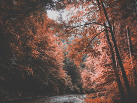 秋天森林秋季树木唯美图片