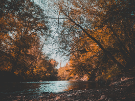 秋天森林秋季树木唯美图片