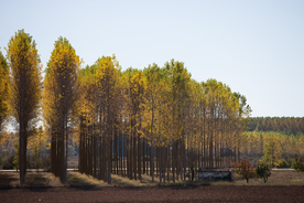 秋天森林秋季树木唯美图片