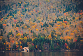 秋天森林秋季树木唯美图片