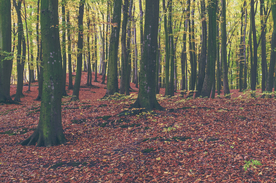 秋天森林秋季树木唯美图片