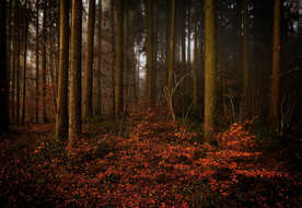 秋天森林秋季树木唯美图片