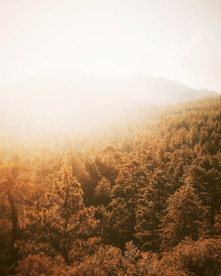 秋天森林秋季树木唯美图片