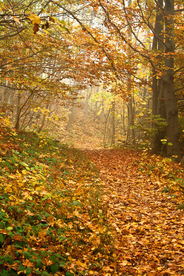 秋天森林秋季树木唯美图片