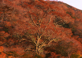 秋天森林秋季树木唯美图片