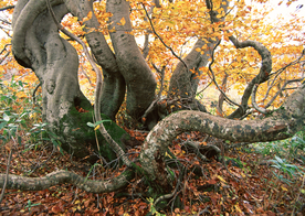 秋天森林秋季树木唯美图片