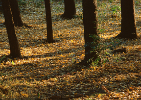 秋天森林秋季树木唯美图片