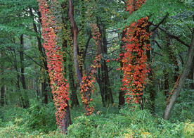 秋天森林秋季树木唯美图片