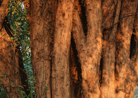 秋天森林秋季树木唯美图片