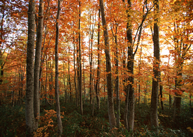 秋天森林秋季树木唯美图片