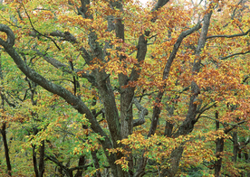 秋天森林秋季树木唯美图片