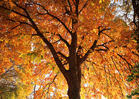 秋天森林秋季树木唯美图片