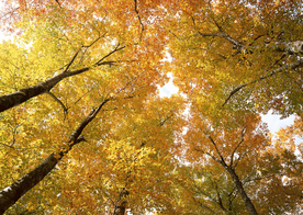 秋天森林秋季树木唯美图片