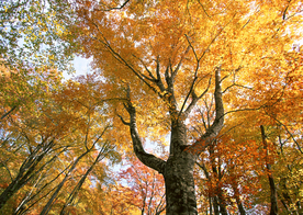 秋天森林秋季树木唯美图片