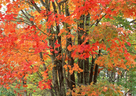 秋天森林秋季树木唯美图片