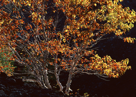 秋天森林秋季树木唯美图片