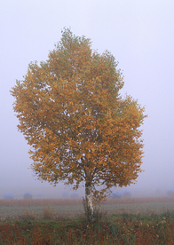 秋天森林秋季树木唯美图片
