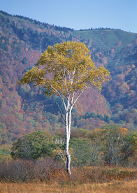秋天森林秋季树木唯美图片