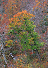 秋天森林秋季树木唯美图片