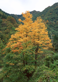 秋天森林秋季树木唯美图片
