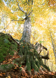 秋天森林秋季树木唯美图片