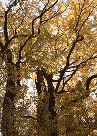 秋天森林秋季树木唯美图片