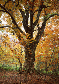 秋天森林秋季树木唯美图片