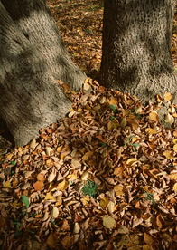 秋天森林秋季树木唯美图片