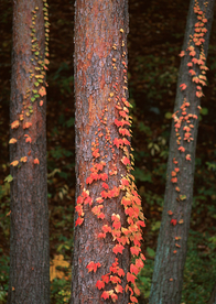 秋天森林秋季树木唯美图片