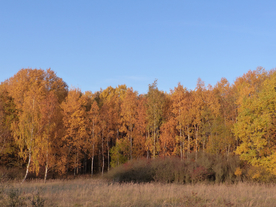 秋天森林秋季树木唯美图片
