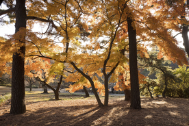 秋天森林秋季树木唯美图片