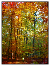 秋天森林秋季树木唯美图片