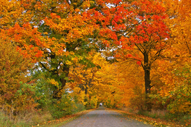 秋天森林秋季树木唯美图片
