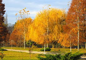 秋天森林秋季树木唯美图片