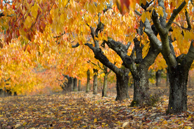 秋天森林秋季树木唯美图片